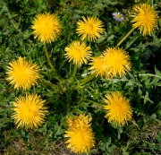 Dandelion Tea
